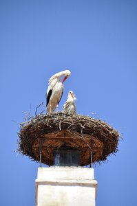 Storchennest fireplace animals