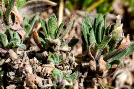 Draba cana