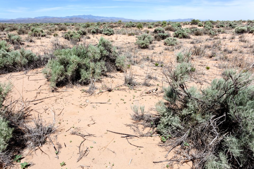 East edge of Bosque del Apache NWR