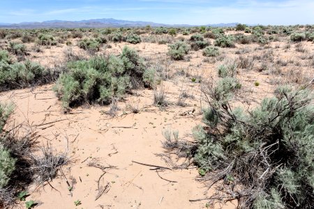 East edge of Bosque del Apache NWR