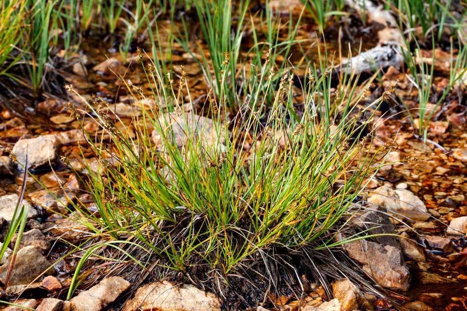 Carex echinata