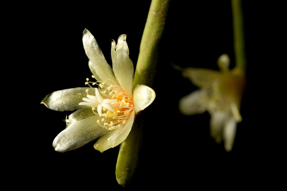 Rhipsalis baccifera