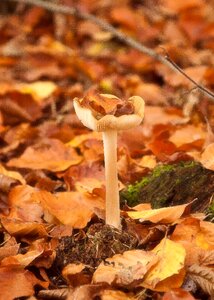 Leaves mushroom picking nature