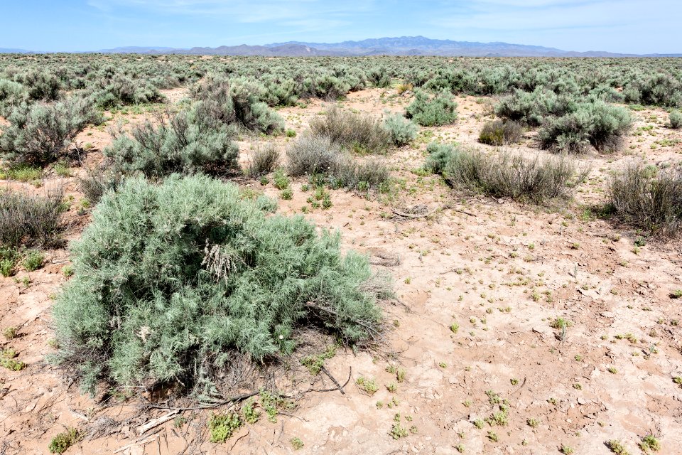 East edge of Bosque del Apache NWR