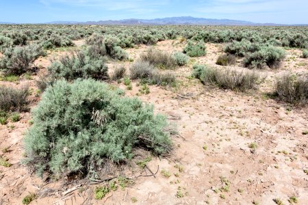East edge of Bosque del Apache NWR