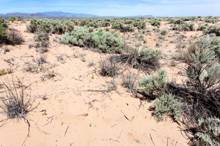 East edge of Bosque del Apache NWR