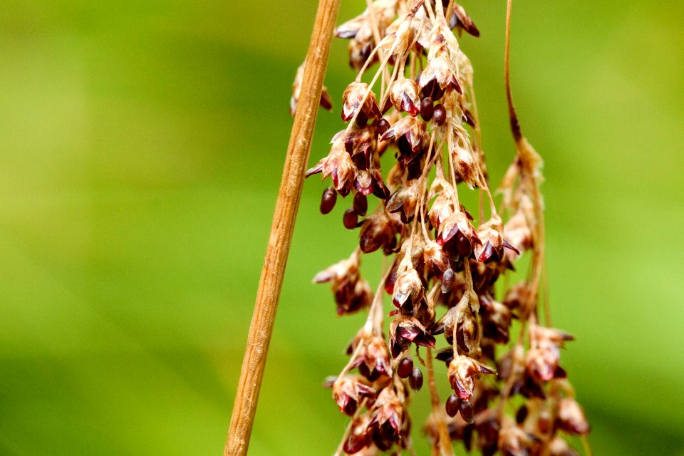 Luzula parviflora