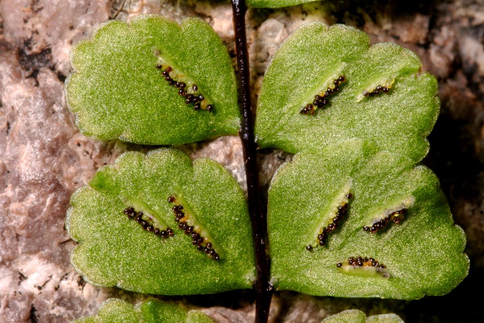 Asplenium trichomanes