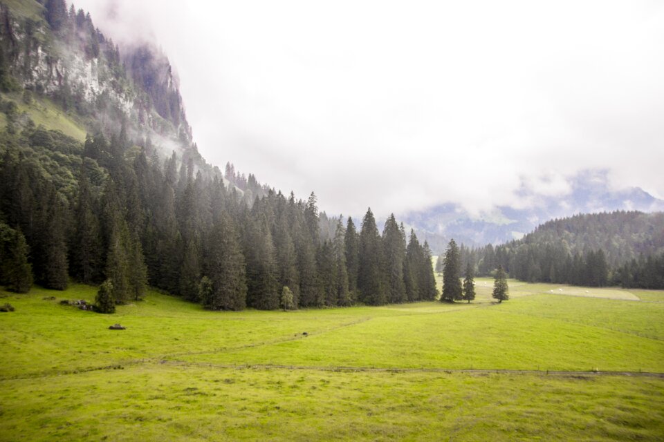 Nature green outdoor