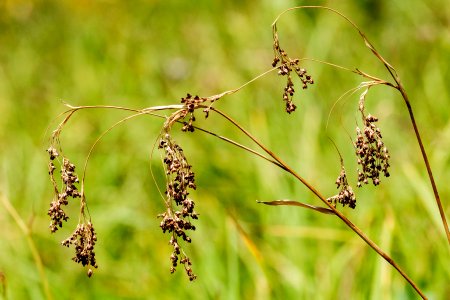 Luzula parviflora