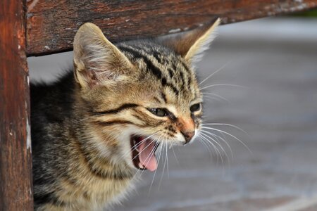 Yawn pet grey photo