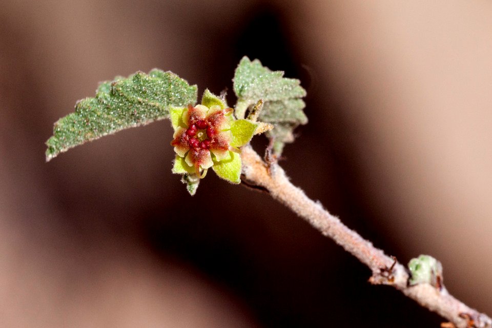 Ayenia microphylla