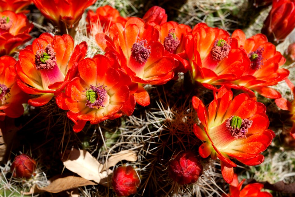 Echinocereus coccineus