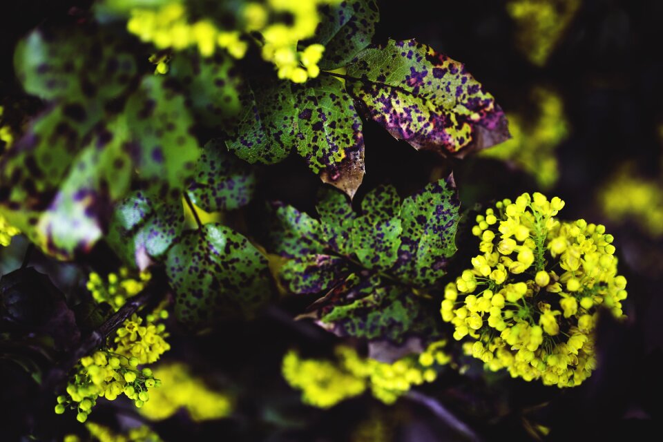 Plant flowers yeallow