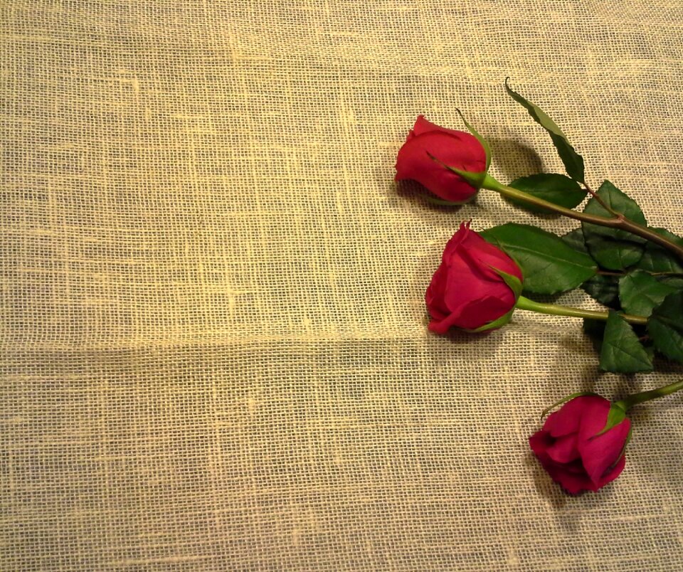 Mama flowers roses
