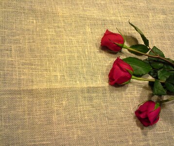 Mama flowers roses