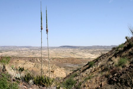 Agave lechuguilla