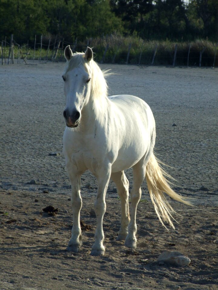 Horse camargue france