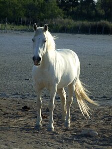 Horse camargue france