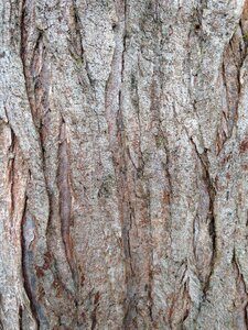 Structure nature wood