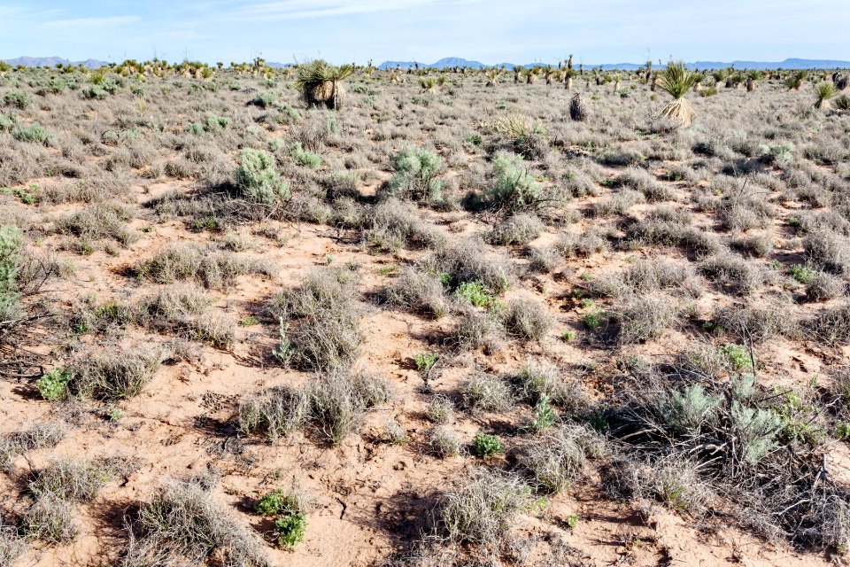 Northern Jornada del Muerto Plain