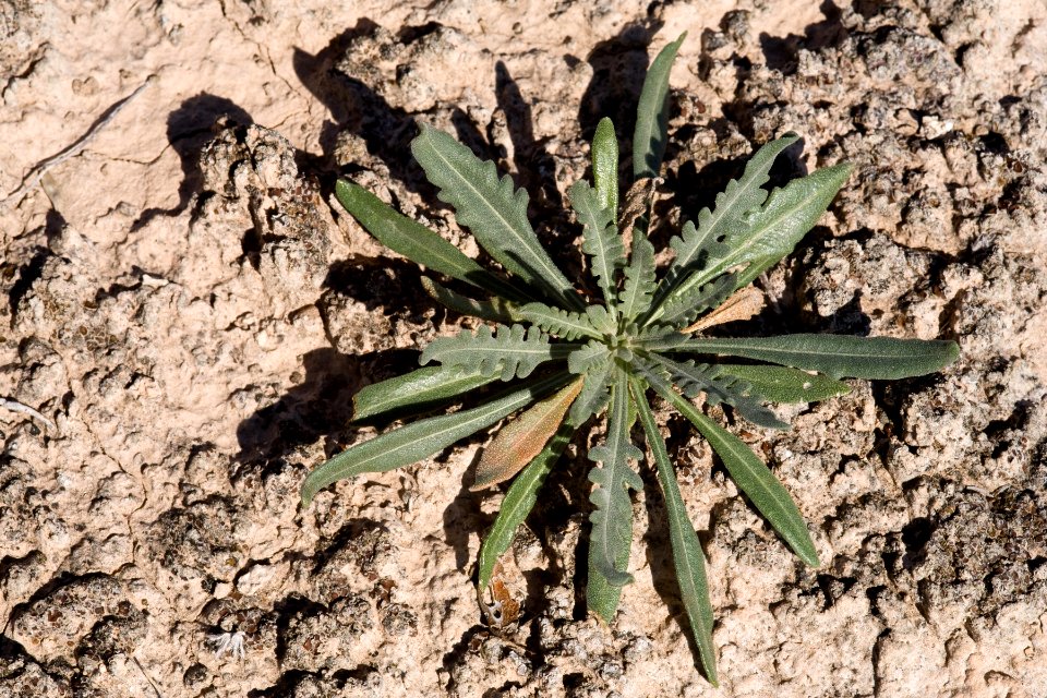 Mentzelia humilis var. humilis