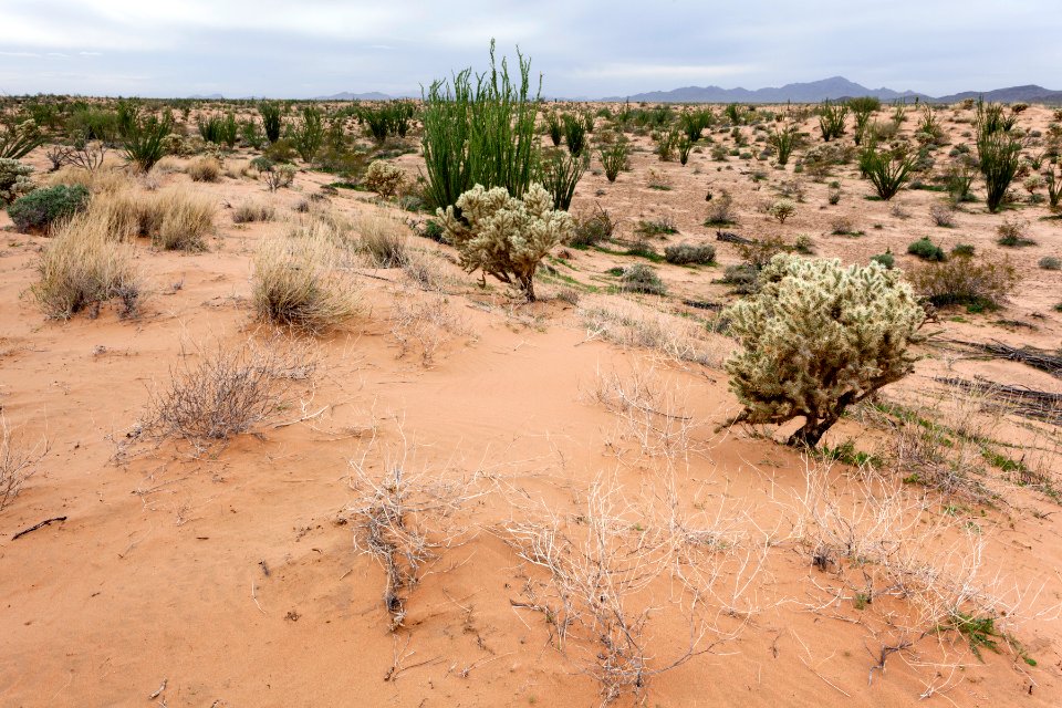 Cactus Plain