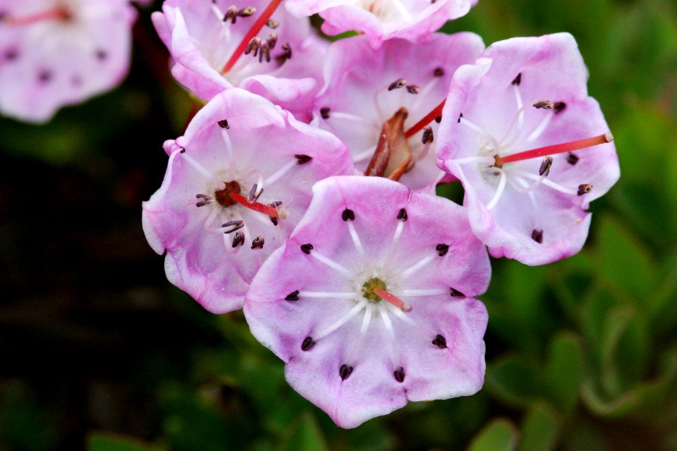 Kalmia microphylla