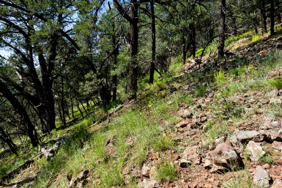 Near Sheep Basin Divide