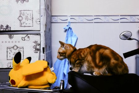 Pikachu and cat ^^ #canonm10 #eosm10 #canoneosm10 #animal #cat #vietnam #hunghidro #cantho