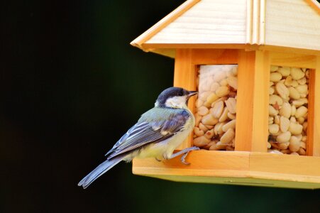 Peanuts feed depend