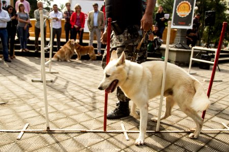21.05.2019 - Prefeita Paula Mascarenhas realiza o lançamento do Selo Empresa Amiga dos Animais - Foto: Gustavo Vara