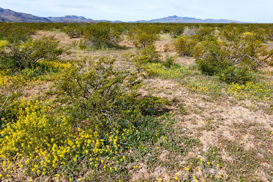 North of Onion Springs Peak