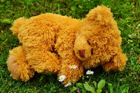 Stuffed animal teddy cute