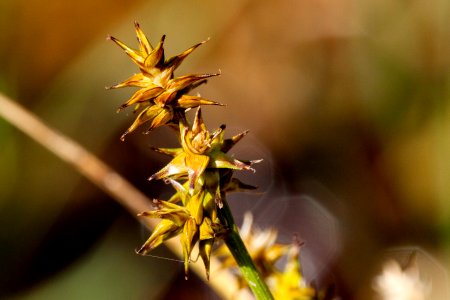 Carex echinata