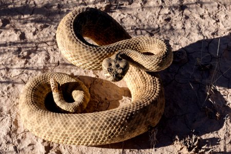 Crotalus viridis