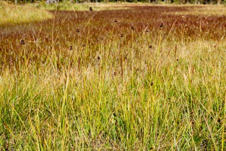Carex nova
