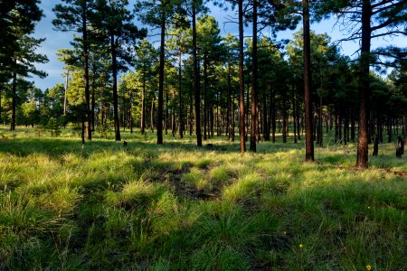 Near Quaking Aspen Creek
