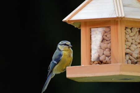 Peanuts feed depend