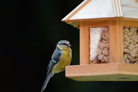 Peanuts feed depend photo