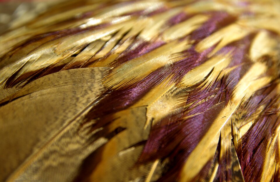 Feathers texture bird