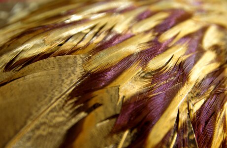 Feathers texture bird photo