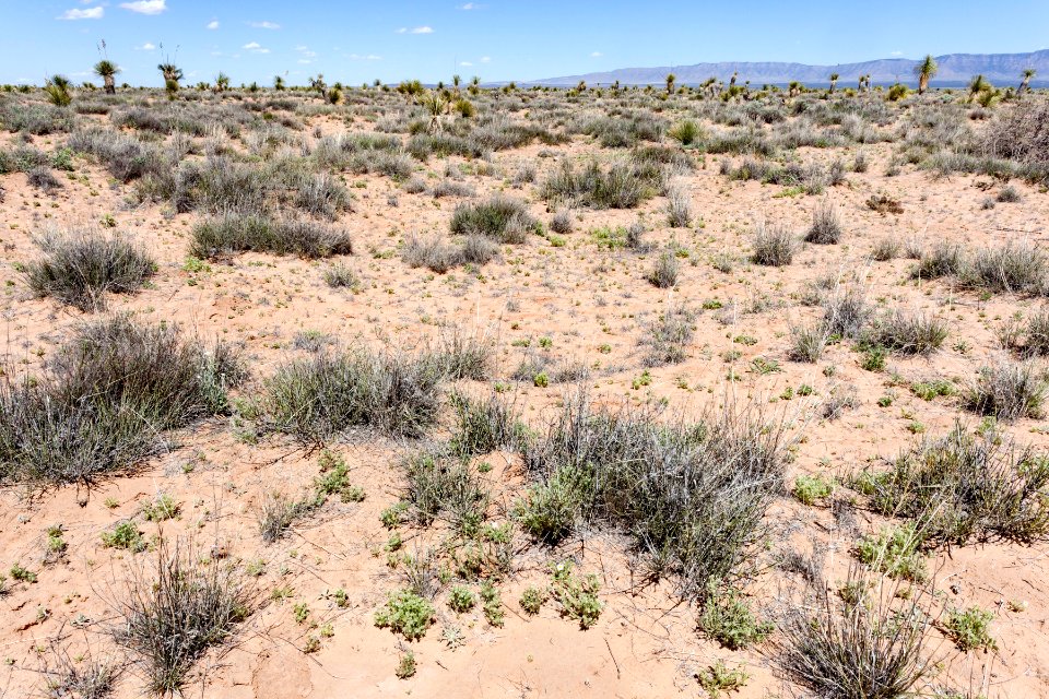 Northern Jornada del Muerto Plain