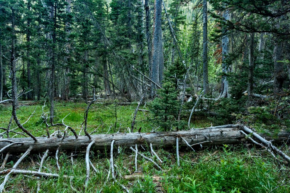 Along a tributary of Casias Creek