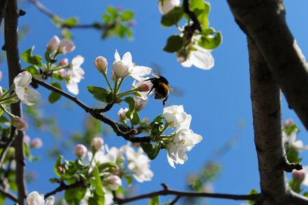 Bumblebee nature spring