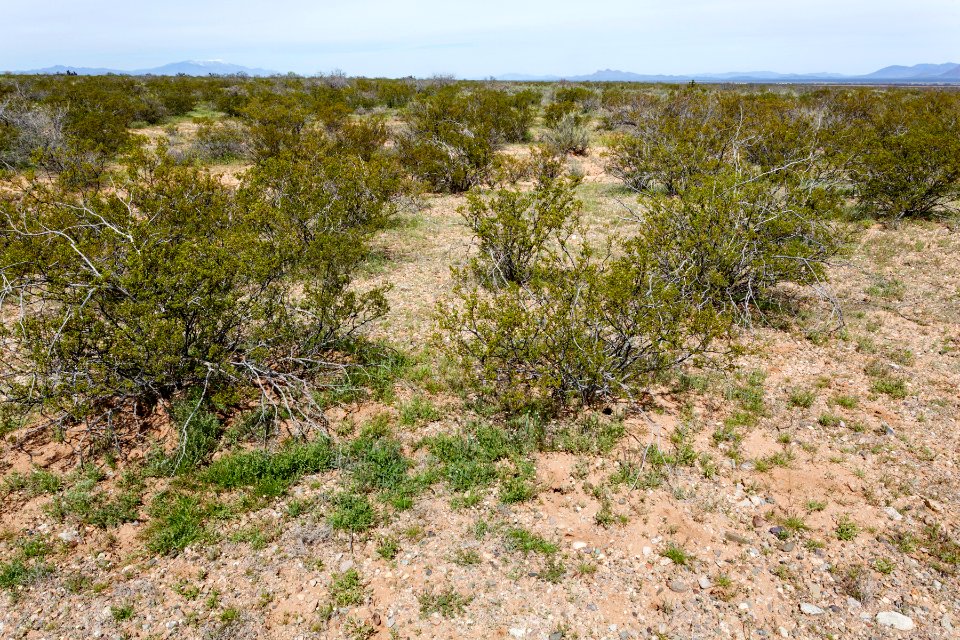 North of Onion Springs Peak