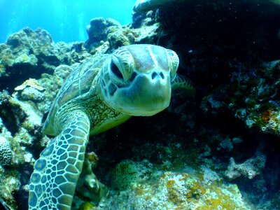 Turtle sea diving