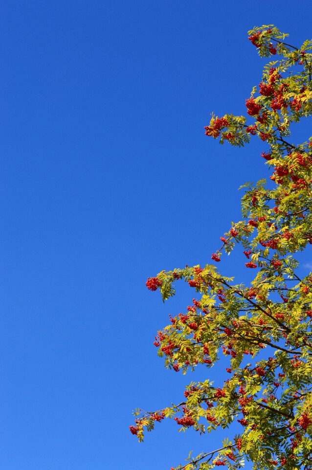 Red leaves branch photo