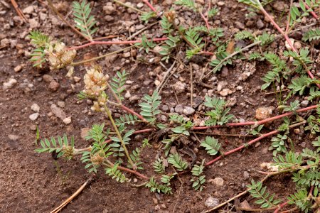 Astragalus humistratus var. humistratus