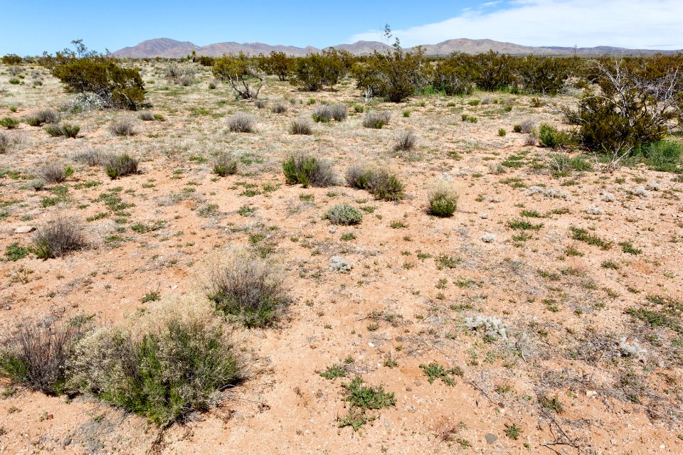 South of Apache Mountain